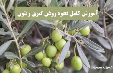 آموزش روغن گیری زیتون