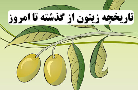 تاریخچه زیتون از گذشته تاکنون