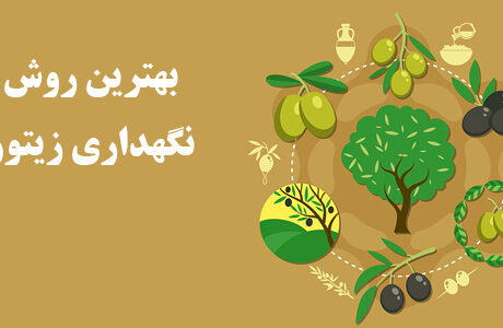 بهترین روش نگهداری زیتون