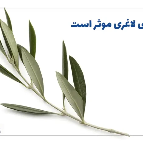 فواید برگ زیتون برای لاغری