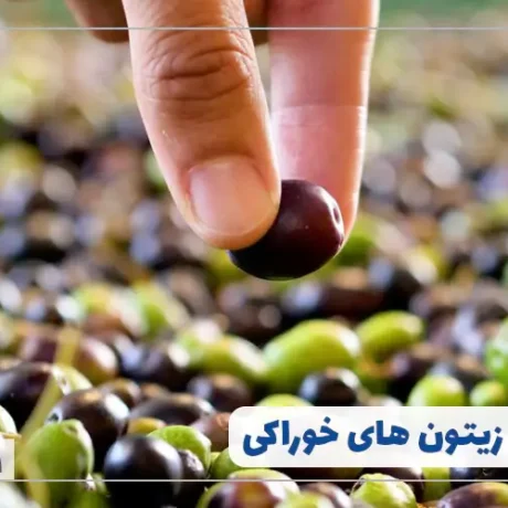 انواع زیتون خوراکی