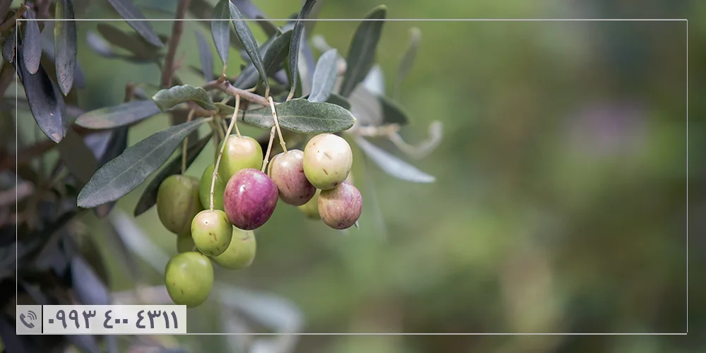 کدام کشور بهترین روغن زیتون را تولید می‌کند