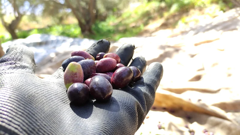 تصویر اصلی برند Olive 013